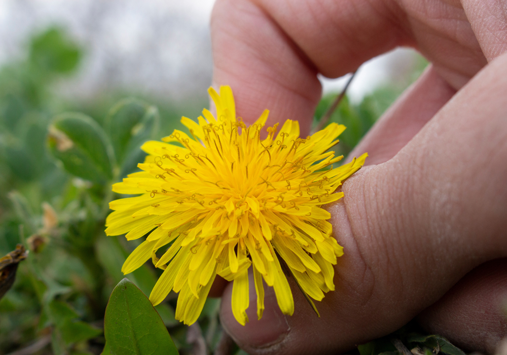 Fragile fiore