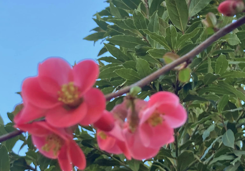 Primavera